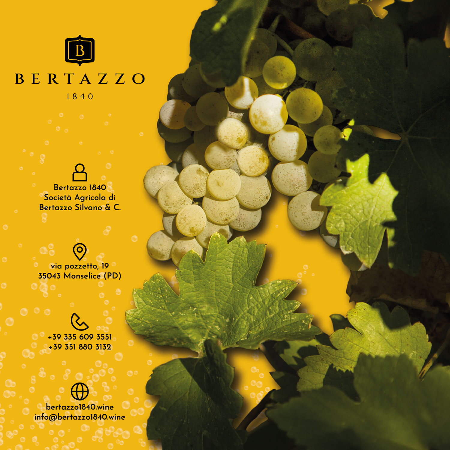 Montagnana Wine Festival